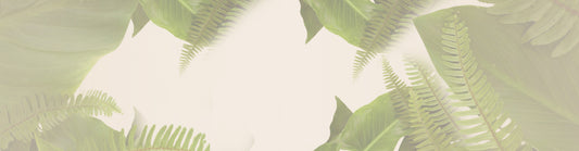 Fern leaves with a soft focus and light background