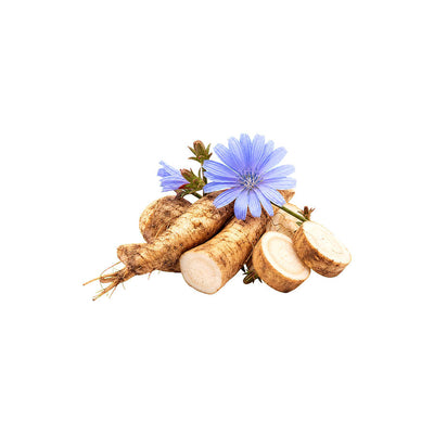 Chicory Root