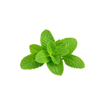 Mint Leaf