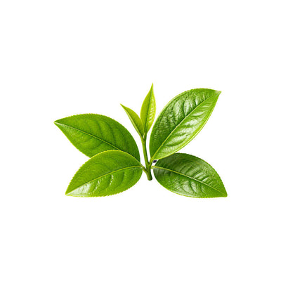 Green Tea Leaf