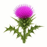Milk Thistle (Silybum marianum)