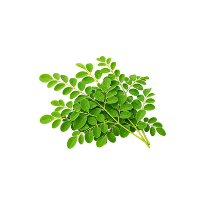 Moringa Leaf