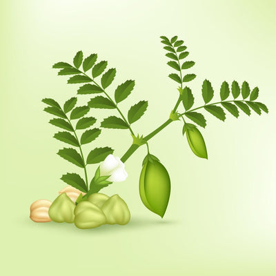 Moringa Leaf