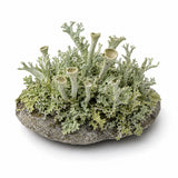 Vitamin D3 (from Lichen)